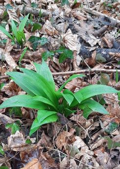 Früher Bärlauch; Foto Benjamin 31.1.25