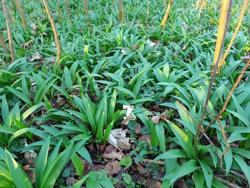 Wuchernder Bärlauch; Foto Luca 24.2.24