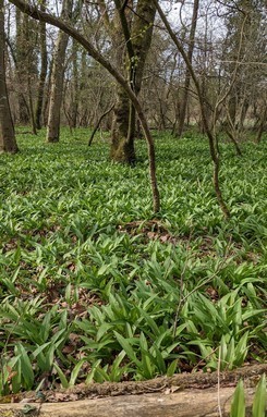 Bärlauchwald Kersten 28.3.23