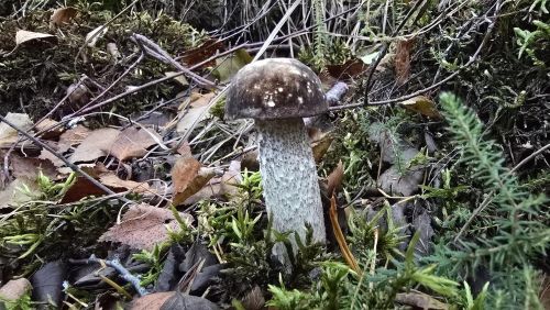 Schöner junger Birkenpilz; Foto Christine 6.10.25