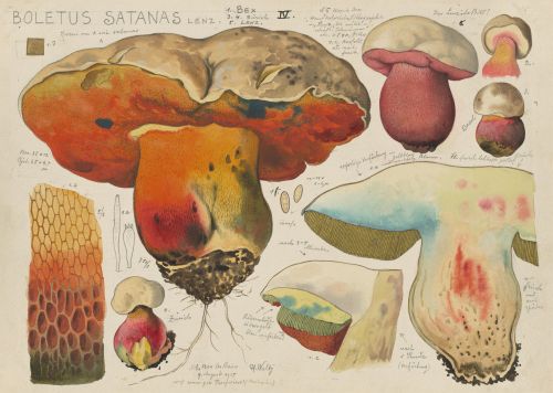 Satanspilz Hans Walty; Pilzwerk Schweizerische Nationalbibliothek