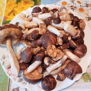 Ein Teller voller Birkenpilze; Foto Monika 12.10.25