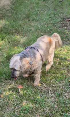 Amy mit Birkenpilz; Foto Jörn 20.9.25