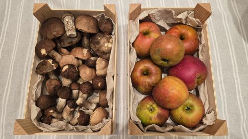 Birkenpilze und Äpfel von der Streuobstwiese; Foto Christine 6.10.25