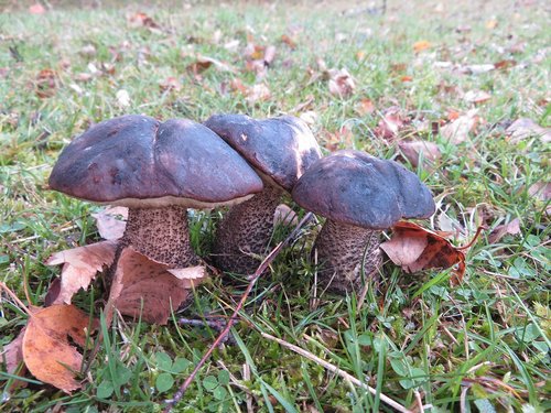 Birkenpilze; Foto Michael 24.11.23