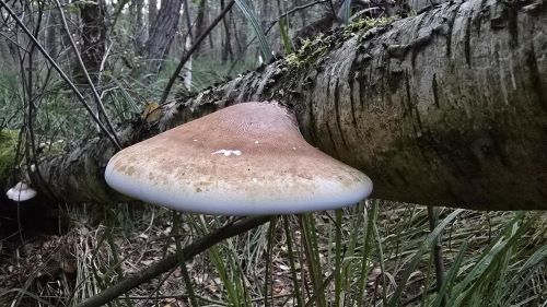 Birkenporling; Foto Christine 19.9.25 Birkenporling; Foto Christine 19.9.25