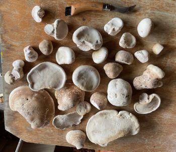 Birkenporlinge; Foto Daniel 13.9.24 Birkenporlinge; Foto Daniel 13.9.24