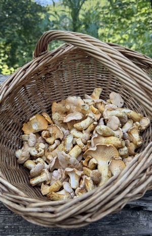 Blasse Pfifferlinge; Jana 7.6.24