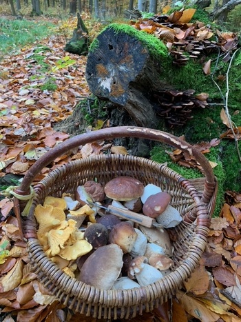 Blick in den gut gefüllten Pilzkorb; Foto Ingeborg 7.11.23