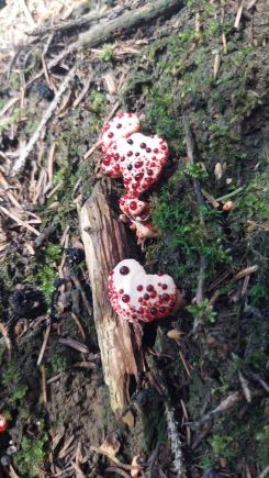 Blutender Korkstacheling; Foto Martin 20.7.25