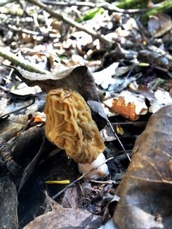 Böhmische Verpel alias Runzelverpel; Foto Dani 26.3.26