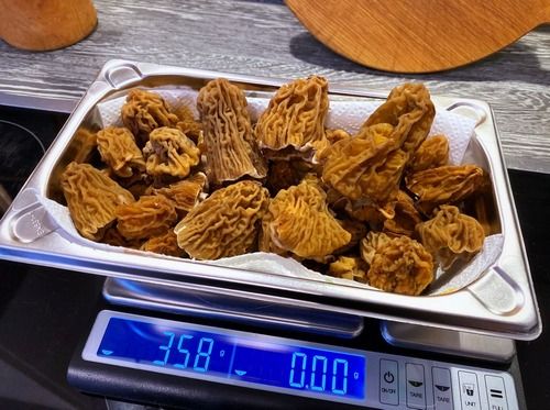 358 Gramm Böhmische Verpeln; Foto Stefan 23.3.26