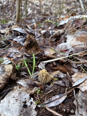 Böhmische Verpel1 Stefan 20.3.23