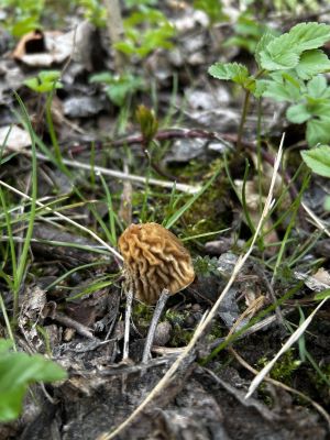 Böhmische Verpel; Foto Armin 16.4.25 Böhmische Verpel; Foto Armin 16.4.25