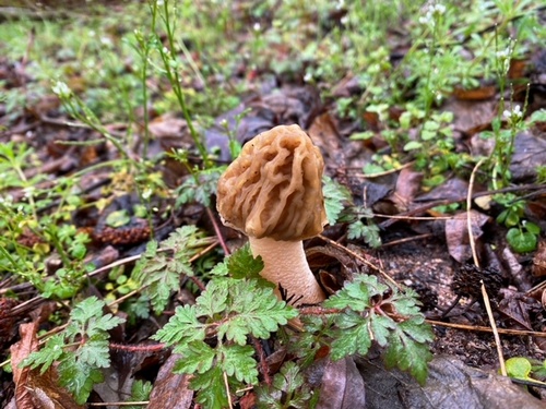 Böhmische Verpel STefan 2.4.23