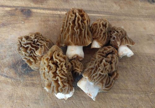 Böhmische Verpeln; Foto Matthias 5.4.25