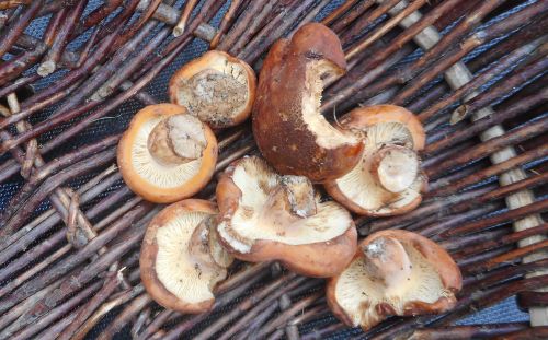 Korb mit Milchbrätlingen; Foto Hermann 16.7.25