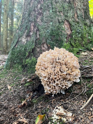 Breitblättrige Glucke; Foto Heiko 15.9.23