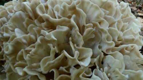 Breitblättrige Glucke aus der Nähe; Foto Sepp 24.8.26 Breitblättrige Glucke aus der Nähe; Foto Sepp 24.8.26