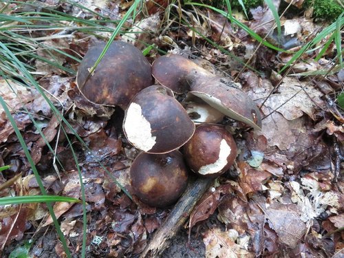 Weiße Bronzeröhrlinge im Büschel; Foto Michael 12.8.23