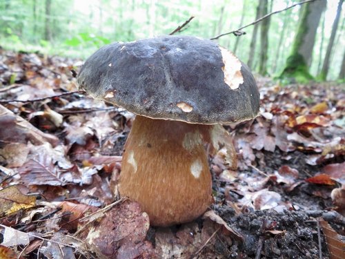 Bronzeröhrling mit ockerfarbigem Stiel; Foto Michael 12.8.23