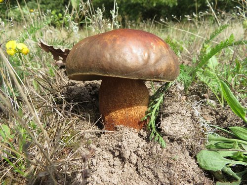 Weißer Bronzeröhrling mit ockerorangenem Stiel: Foto Michael 12.8.23