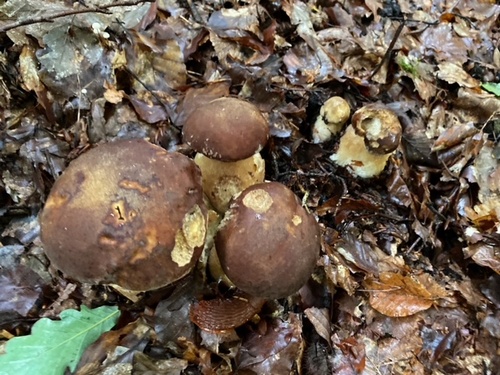 Bronzeröhrlinge sind streng geschützt, dürfen nicht entnommen werden; Foto © Stefan 7.8.23