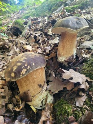Streng geschützte Bronzeröhrlinge (Schwarzhütige Steinpilze); Foto Verena 5.8.25 Streng geschützte Bronzeröhrlinge (Schwarzhütige Steinpilze); Foto Verena 5.8.25