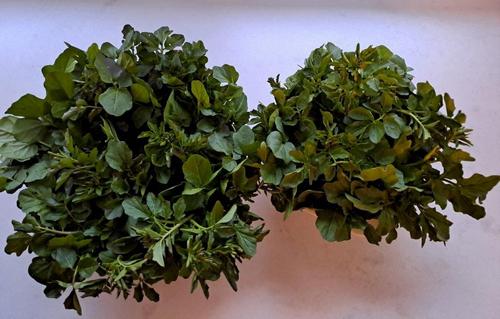 Brunnenkresse; Foto Mario 30.3.24 Brunnenkresse; Foto Mario 30.3.24