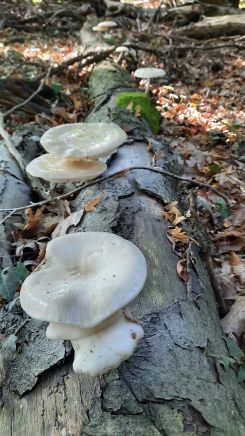 Buchenschleimrüblinge; (Foto © Martin/Münsterland) 8.10.25