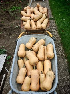 Karren voller Butternüsse; Foto Martin 12.10.25