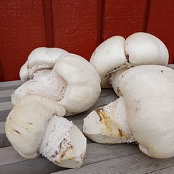 Wiesenchampignons; Foto Klaus 30.8.23