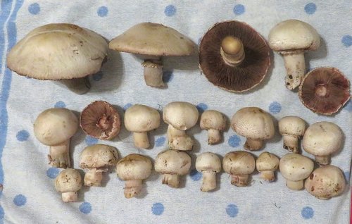 Champignons; Foto Michael 24.11.23