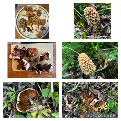 Speisemorcheln und Morchelbecherlinge; Collage/6 Fotos Armin 22.4.25 Speisemorcheln und Morchelbecherlinge; Collage/6 Fotos Armin 22.4.25