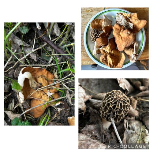 Morchelbecherlinge und Speisemorchel; Collage/3 Fotos Armin 23.4.25