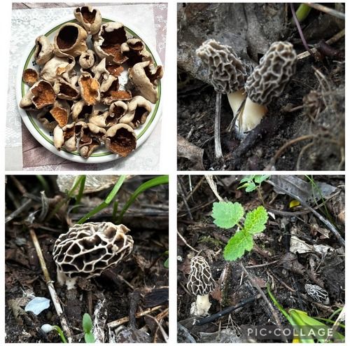 Morchelbecherlinge und Graue Speisemorchlen; Collage/4 Fotos Armin 8.4.26 Morchelbecherlinge und Graue Speisemorchlen; Collage/4 Fotos Armin 8.4.26