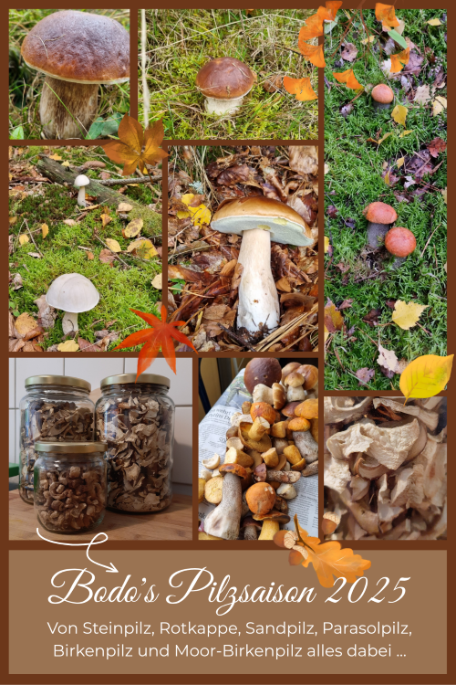 Schöne herbstliche Collage mit Pilzen; Collage/8 Fotos Bodo 12.10.25