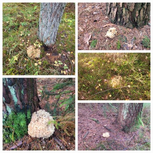 Collage mit Krausen Glucken; 5 Fotos Verena 5.11.25