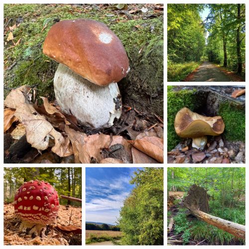 Steinpilze im herbstlichen Deister; Foto Martina 3.10.25