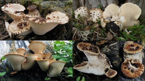 Junge Schuppige Porlinge; Collage/4 Fotos Sepp 5.5.25