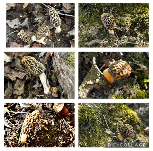 Collage mit Speisemorcheln in den Inn-Auen; 6 Fotos Armin 16.4.25 Collage mit Speisemorcheln in den Inn-Auen; 6 Fotos Armin 16.4.25