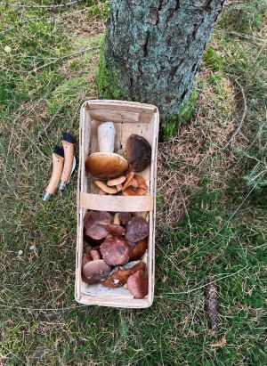 Später Fund aus dem Hamburger Norden; Foto Dirk 7.11.25