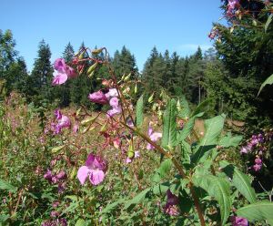 Drüsiges Springkraut (Balsamine); Foto Michael 20.8.25