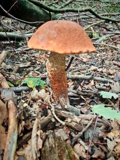 Eichenrotkappe; Foto Martin 18.9.25