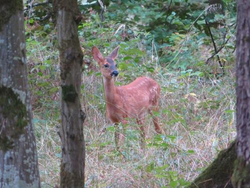 Reh schaut bei der Pilzsuche zu; Foto Michael 8.9.25