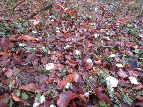 Elfenbeinschnecklinge im Wald; Foto Michael 30.11.23