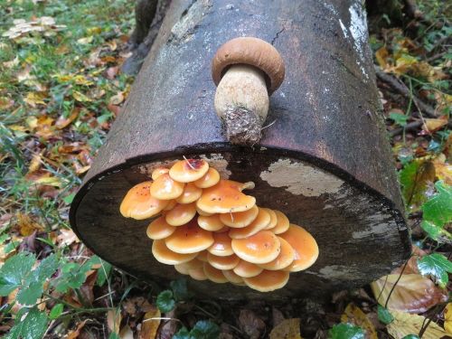 Samtfußrüblinge und Sommersteinpilz; Foto Michael 21.10.25