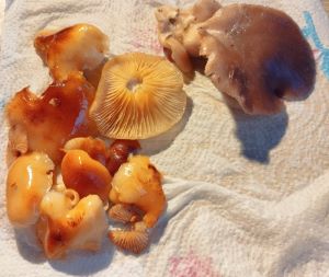 Winterrüblinge und Austernpilz; Foto Monika 22.12.24