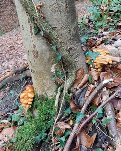 Samtfußrüblinge am Fuße einer Rotbuche  (Foto © Martin) 27.12.22