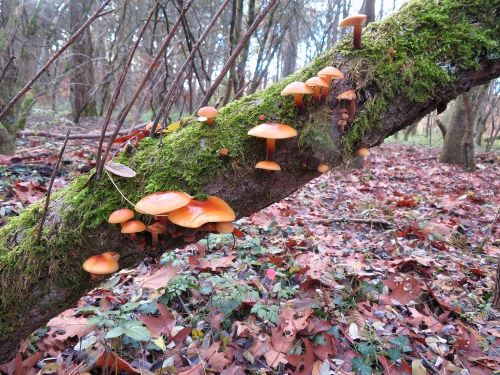 Samtfußrüblinge an bemoostem Ast; Foto Michael 25.11.25